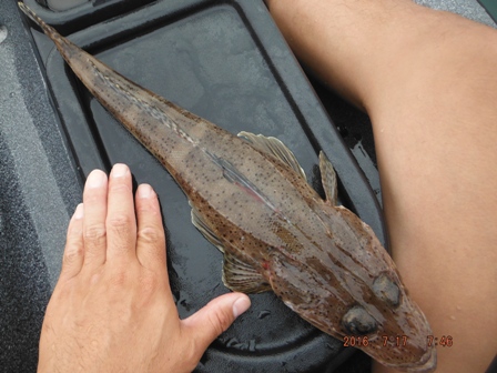 �C�l�S�`���Q