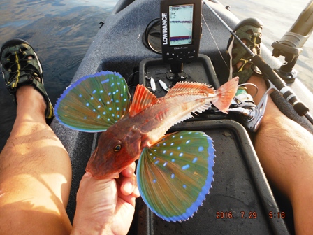 �z�E�{�E�f�d�s