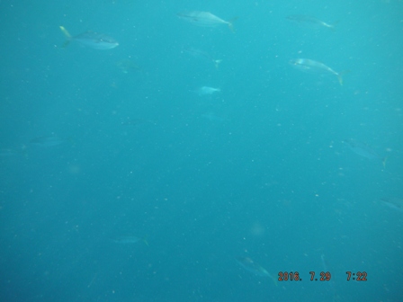 ���J�i�S��������