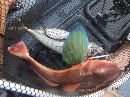 �y�Y�f�d�s