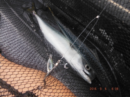 �����̓}�T�o