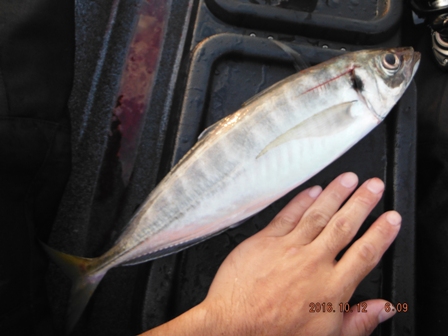 �V���������[���͈���