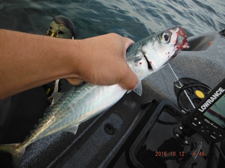 ����̎I�̓����[�X