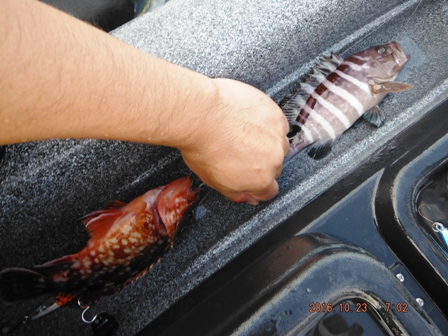 �����[�X�ς�