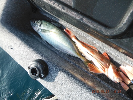 �悤�₭�y�Y�f�d�s