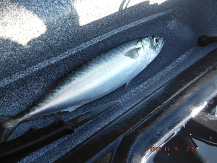 �ǂ��ɂ��y�Y��