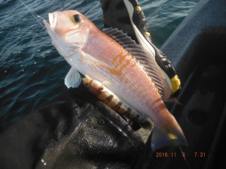 �P�C�ڂ̃A�}�_�C