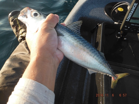 �^���a�̓C�}�C�`