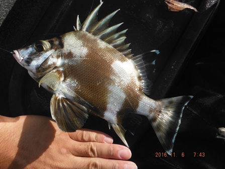 �����Ă�