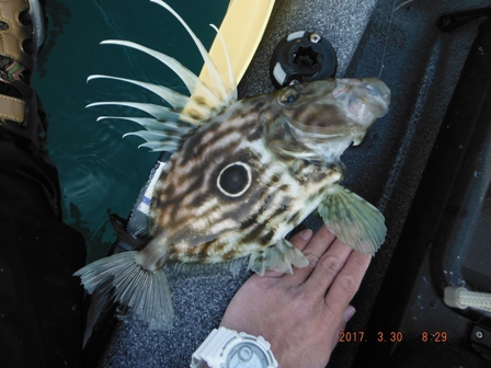 �v���Ԃ�̃}�g�E