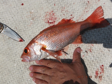 �T�C�Y�A�b�v