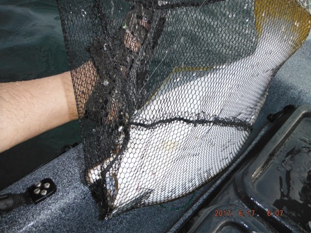 �j�����o�X�^�[