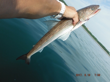 �����[�X�ς�