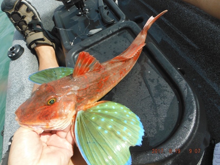 �ǌ^�z�E�{�E�f�d�s