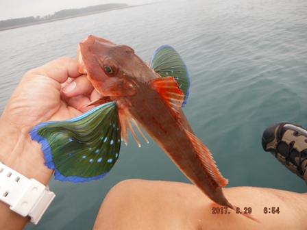 ����̊l��