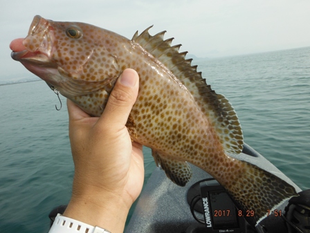 �������n�^�f�d�s