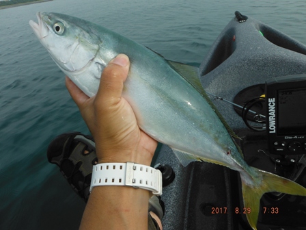 ���G�����J�i�S