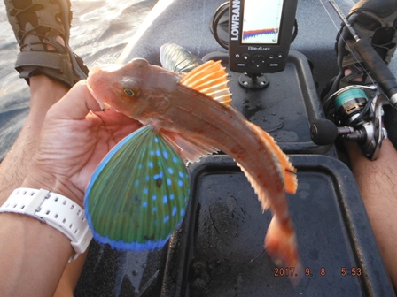 �z�E�{�E�f�d�s