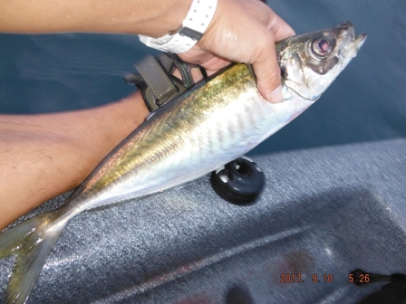 �������މ�