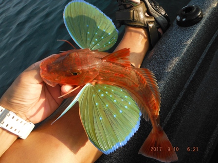 ����̃Q�X�g