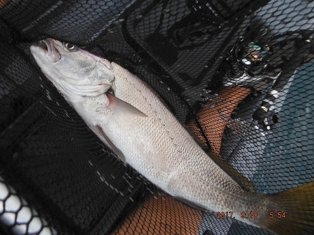 �艞���A��