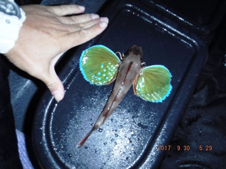 �z�E�{�E�̓����[�X�T�C�Y