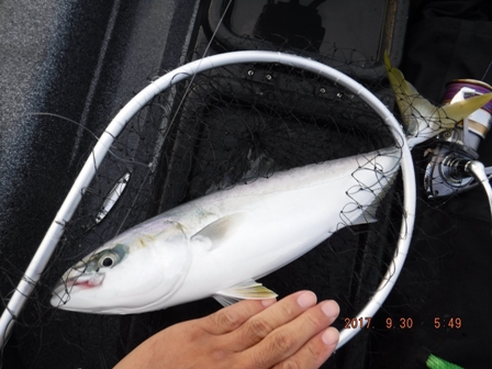 ���J�i�S�������[�X