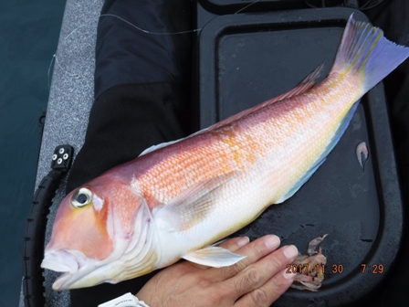 ���V�[�Y�����A�}�_�C