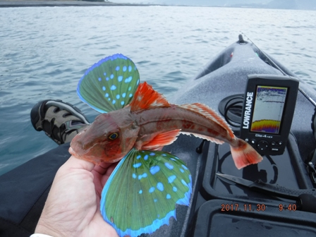 ����̊l��