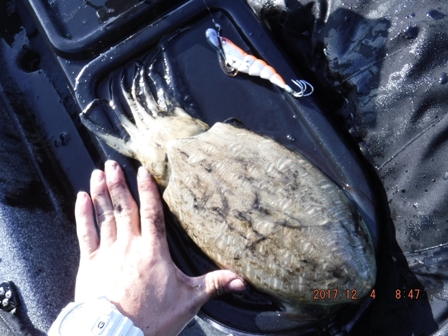 �R�E�C�J�Ƃ͈Ⴄ