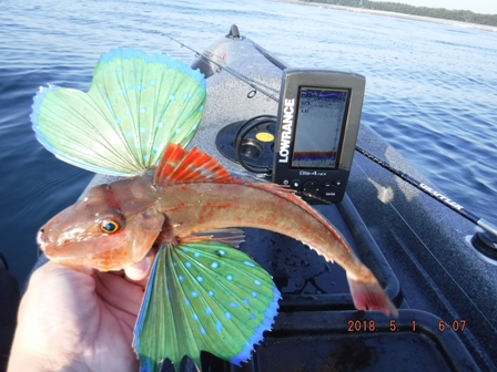 ����̊l��