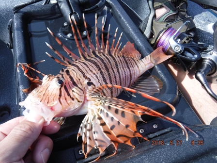 ���܂�̖����J��