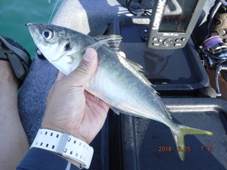 �����ȃT�C�Y