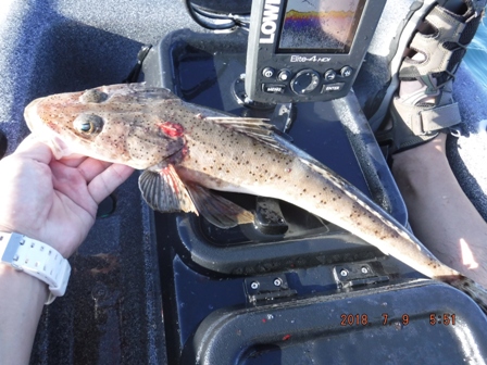 �C�l�S�`�L�^�T�C�Y�X�V