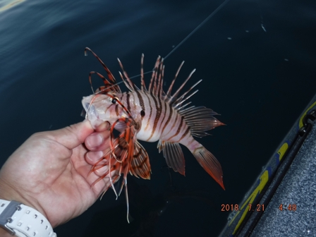 �j�����͕s��