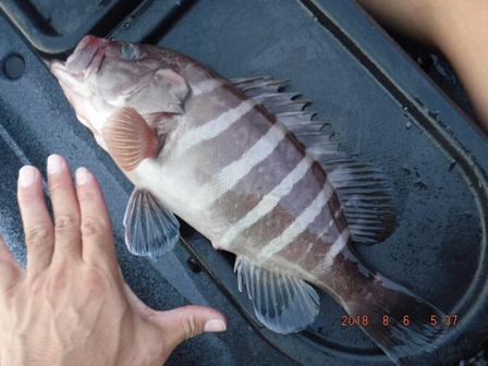 �������������[�X