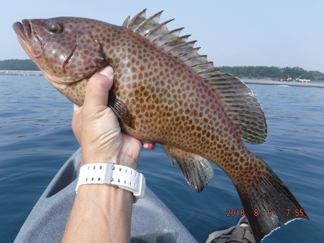 ���������f�d�s